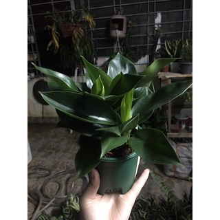 Trầu bà đế vương xanh size để bàn