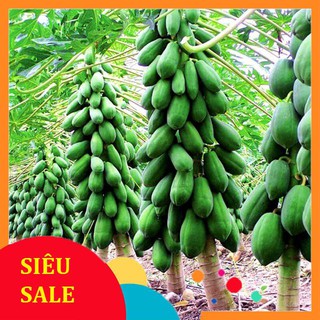 Gói 5 hạt giống đu đủ trái dài  TẾT KHUYẾN MẠI