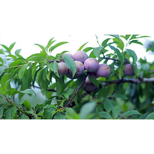 CÂY GIỐNG MẬN HẬU- cây ghép