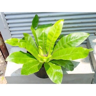 Cây Ổ Phụng (Cây ráng ổ phụng, cây tổ chim, cây ổ quạ)