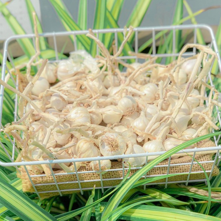 Tỏi Lý Sơn 100Gr - Hanigo Food- Cam Kết Tỏi Lý Sơn 100% | BigBuy360 - bigbuy360.vn