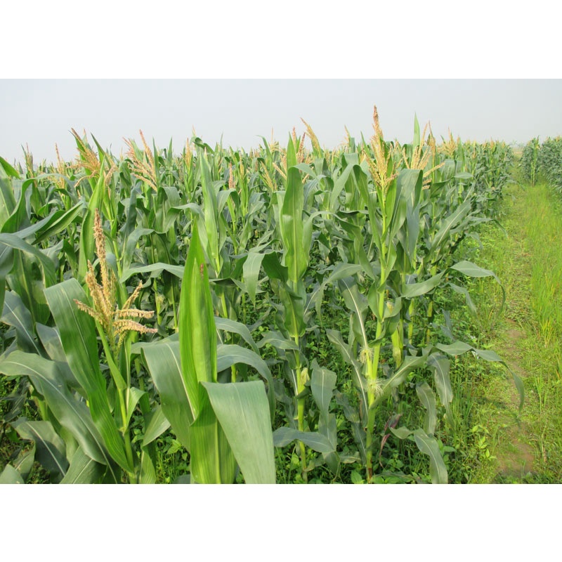 Hạt giống Bắp Nếp Nù TN