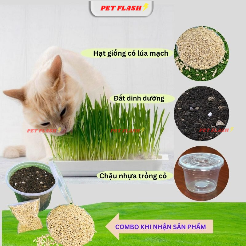 Hạt giống cỏ mèo tươi lúa mạch cho mèo KÈM CHẬU và ĐẤT TRỒNG hỗ trợ tiêu hóa búi lông giảm hôi miệng MPC013