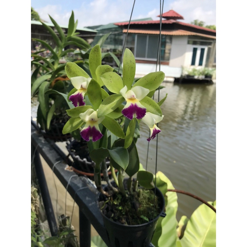 HOA LAN CATT XANH LƯỠI TÍM