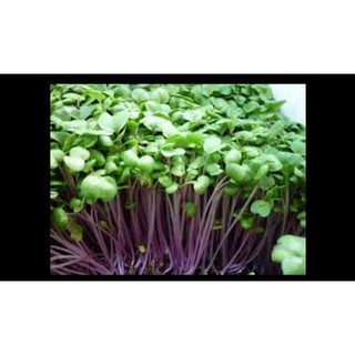 Hạt giống mầm củ cải đỏ -100gr