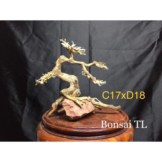 Bonsai bể cá thuỷ sinh C17xD18