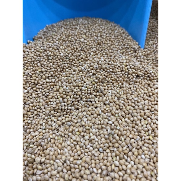 [HCM] Hạt cây, hạt hướng dương, hạt ngũ cốc cho thú cưng.