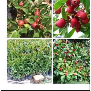 Cây giống Ổi Sim Nhật (Ổi dâu tây đỏ, Strawberry Guava) - quả màu đỏ mận, vị chua ngọt, ngâm rượu rất ngon