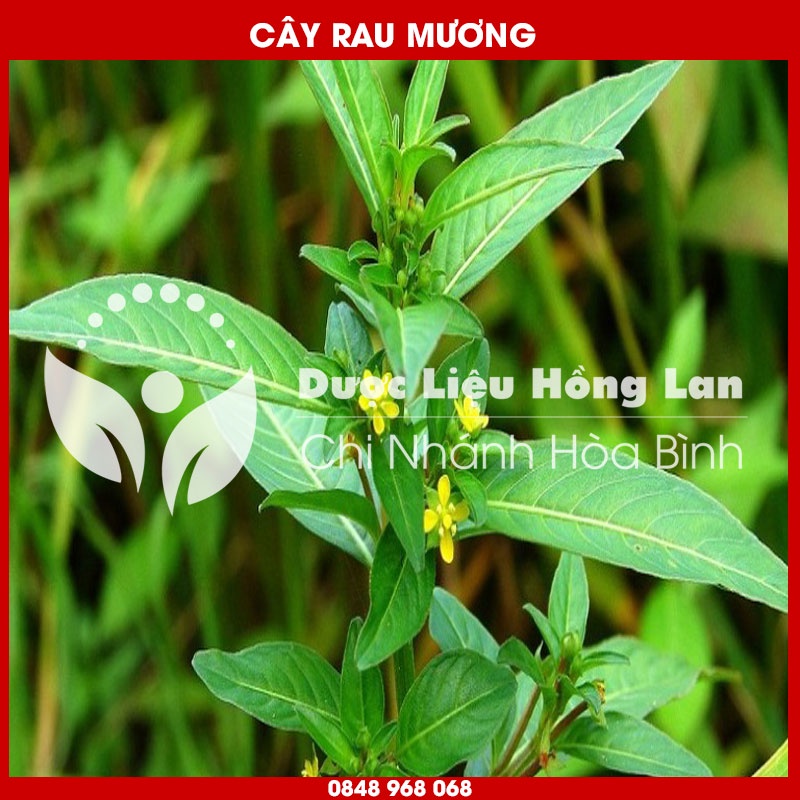 Cây Rau Mương khô sạch loại 1 - Hàng Chính Hãng