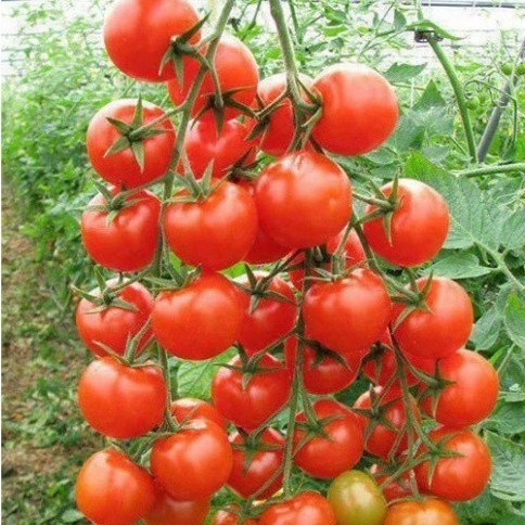 Hạt giống cà chua bi chùm (tặng phân)