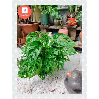 Cây trầu bà lỗ - Monstera Adansonii - Cây để bàn nội thất văn phòng - leo cột - phong thủy đẹp