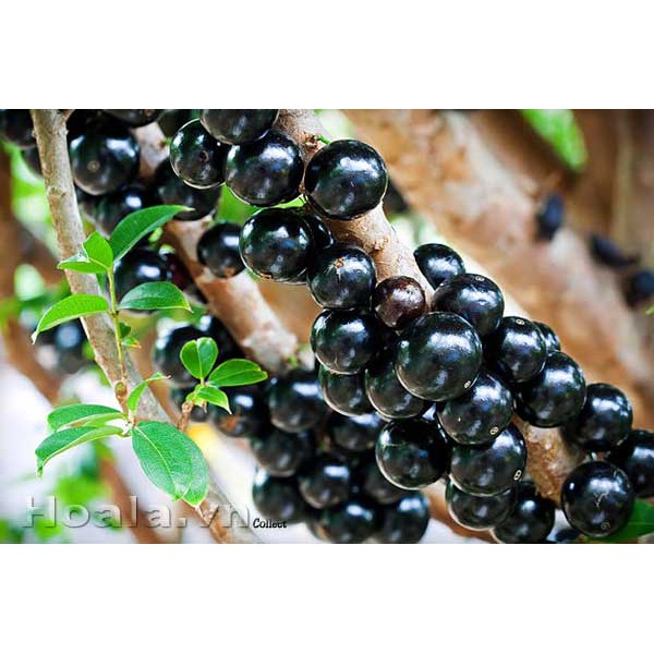 hạt giống Nho thân gỗ f1