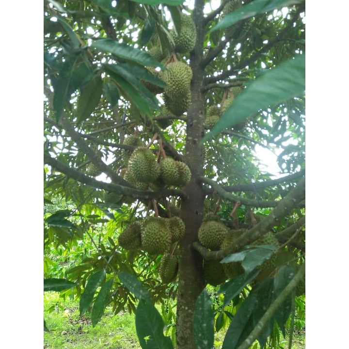 Cây Giống Sầu Riêng ri6 gốc to bầu lớn
