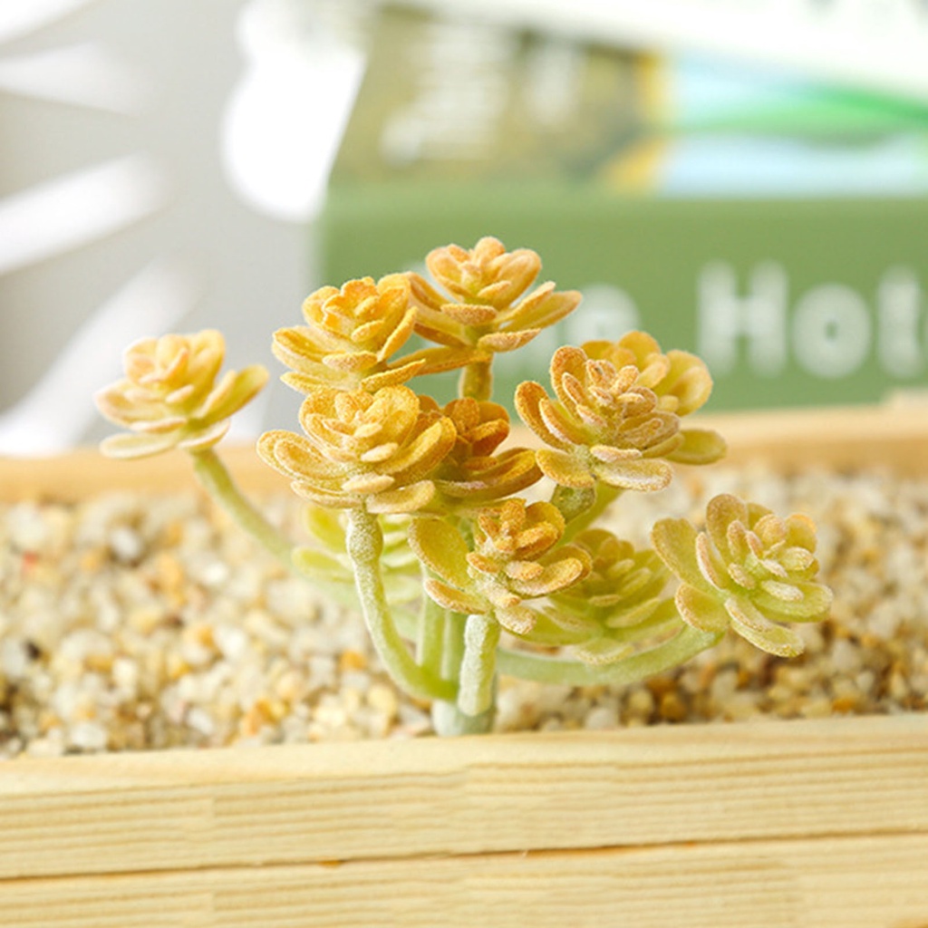 1 Cây Mọng Nước Không Phai Bằng Nhựa Trang Trí Tiệc