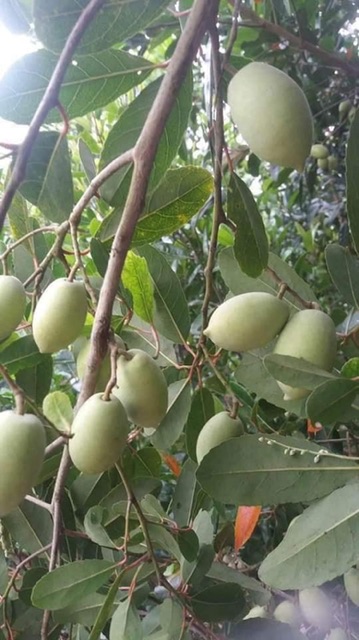 Cây giống cà na Thái