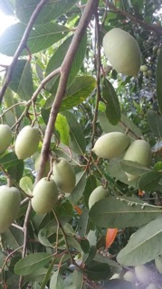 Cây giống cà na Thái
