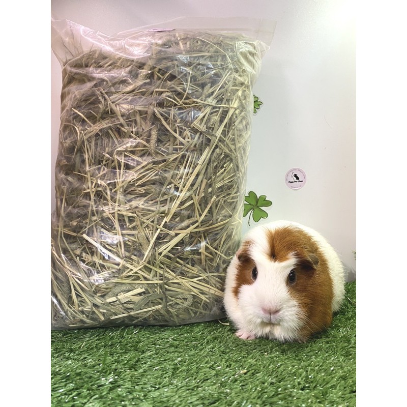 Cỏ Timothy các loại cho Guinea Pig (bọ ú, chuột lang)