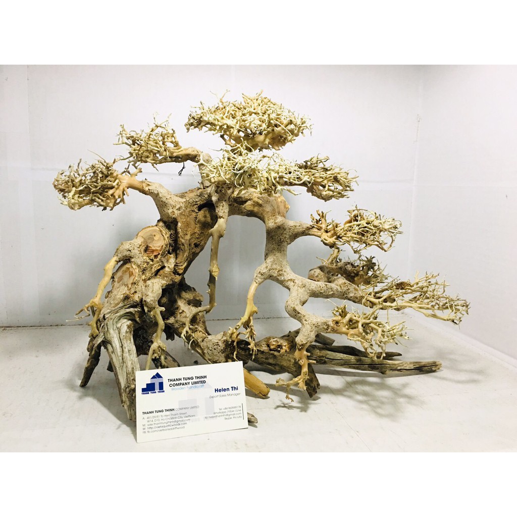 Cây Lũa Bonsai Thủy Sinh Tán Dài Size Trung - Cây Cảnh Hồ Cá