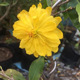 Mai Vàng Đại Lộc Bonsai 24 Cánh Đang Nụ (Hoa Tết 2023)