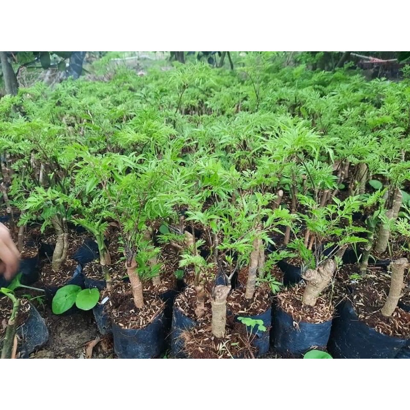 Đinh Lăng lá nếp