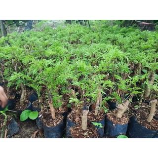 Đinh Lăng lá nếp