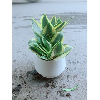 Chậu lưỡi hổ thái vàng