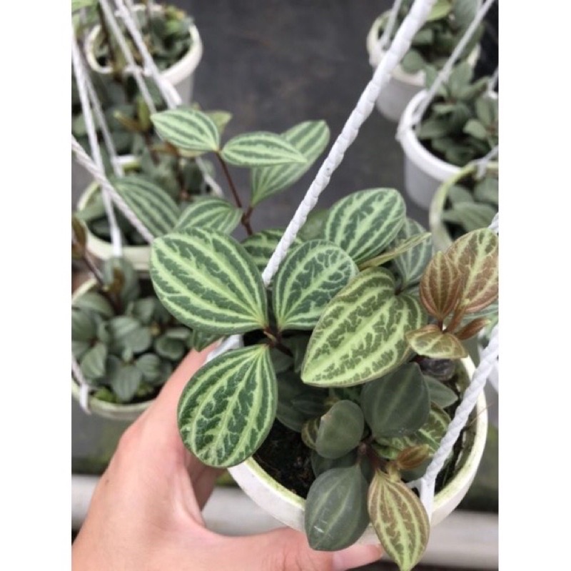 Cây "Hột Xoàn"-Peperomia puteolata chậu nhỏ