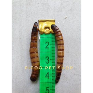 Sâu superworm cho hamster, sóc,nhím,thú cưng