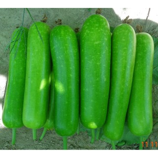 Hạt giống bầu sao F1