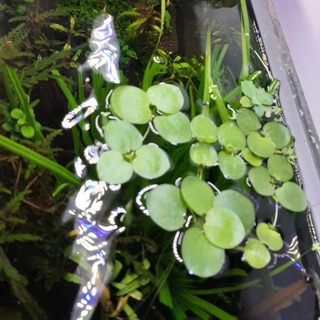 ☘ Bèo nhật - Cây thuỷ sinh nổi mặt nước