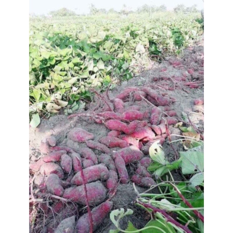 1Kg Khoai lang giống mới bở và ngon - hàng tươi mỗi ngày