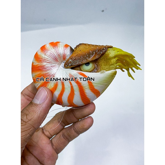ÓC SÊN HÍT ĐÁY NỔI TRANG TRÍ BỂ CÁ CẢNH DÀI 9CM