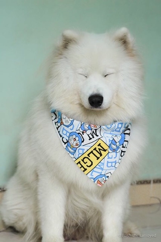 Khăn yếm hoạt hình cute cho Cún