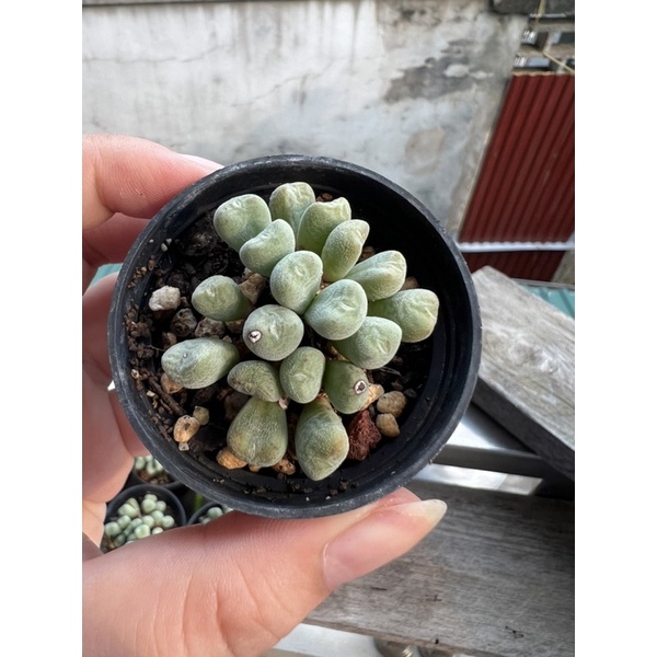 Sen đá cono bụi nhiều đầu chậu 5,5cm hàng có sẵn