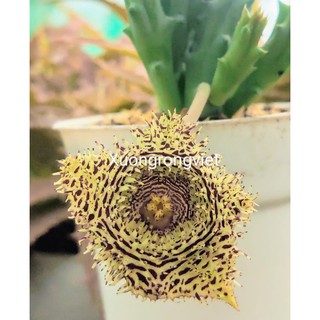 Xương rồng sao biển 14