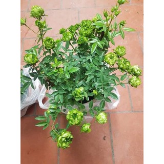 Chậu hoa hồng xanh chậu to đang nụ hoa
