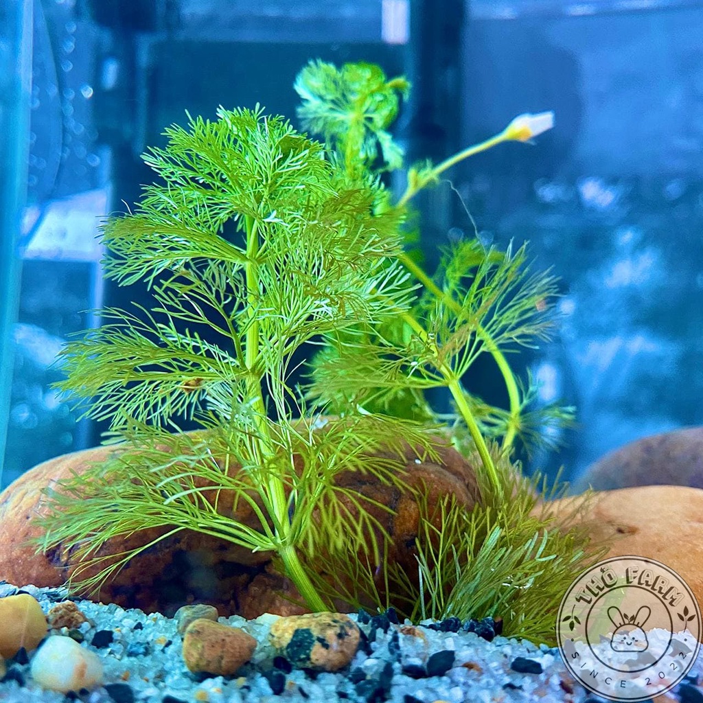 Tiểu Bảo Tháp cây thủy sinh trang trí bể thủy sinh cá cảnh