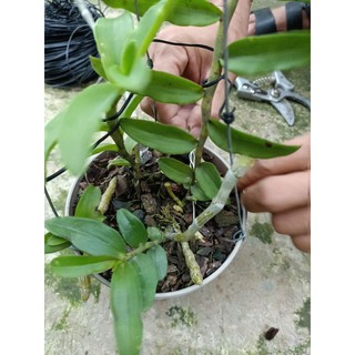 Cây giống hoa lan ám mắt nhện  (cánh  sáp)