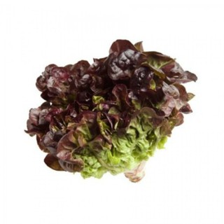 Hạt giống xà lách Oakleaf (Sồi tím) gói 2gr