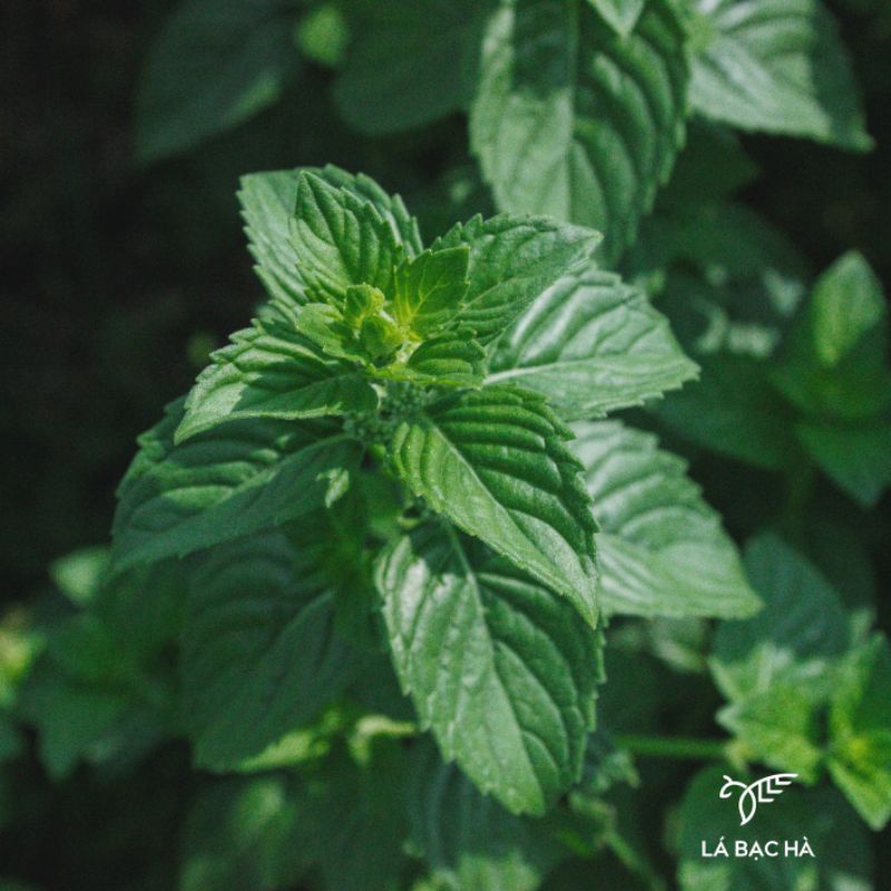 Lá bạc hà tươi - Corn mint - Bạc hà Nhật - Dùng trong pha chế thức uống, pha trà, làm thức ăn