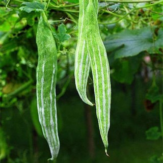 5 Hạt giống Mướp rắn