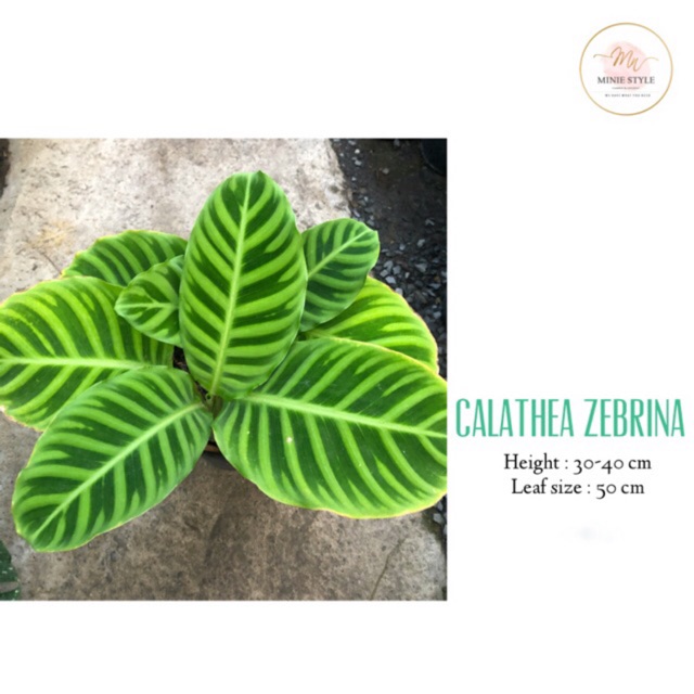 Đuôi công Zebrina (Calathea Zebrina)
