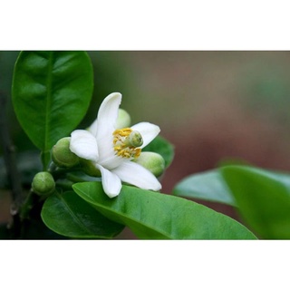 Lá bưởi tươi 100gr