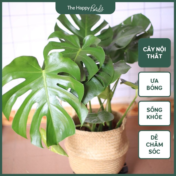 Trầu bà lá xẻ monstera deli Nam Mỹ thân cao 25-35 cm cây nội thất trồng trong nhà ship hỏa tốc Hà Nội - The Happy Birds