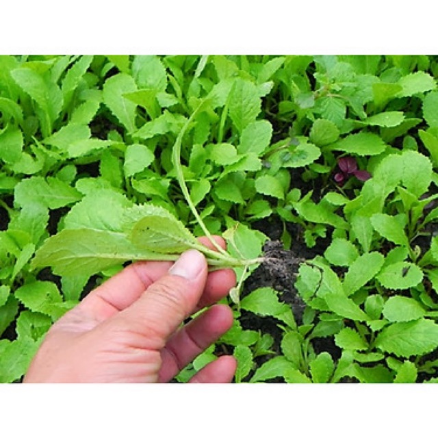 Hạt Giống Cải Xanh ăn Non cực ngon