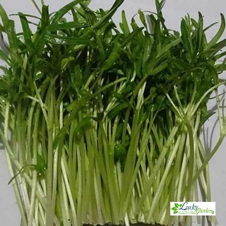 50g hạt giống rau muống mầm xtra tặng kèm phân và kích mầm