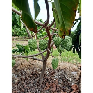 CÂY GIỐNG NA SẦU RIÊNG ( CÂY GHÉP MAU TRÁI)