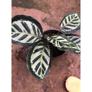chậu đuôi công rằn