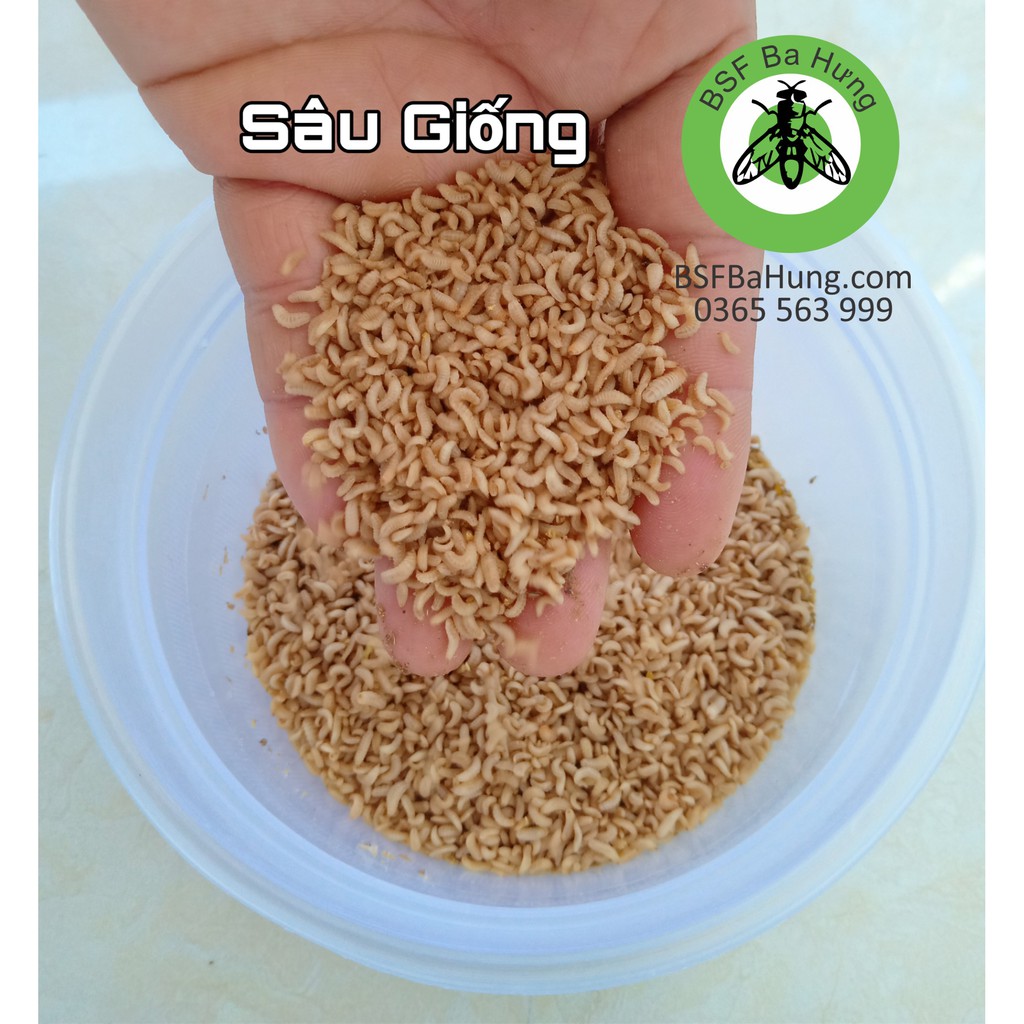 Ruồi lính đen giống