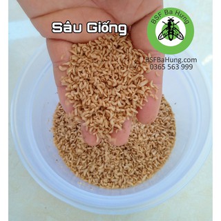 Ruồi lính đen giống